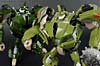 Transformers Prime: First Edition Bulkhead - Image #144 of 173