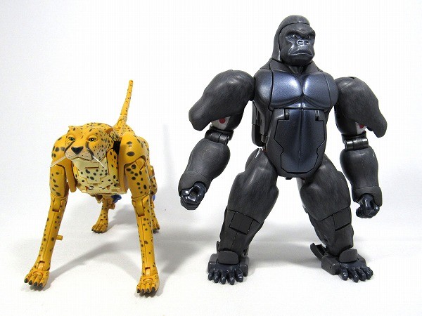 Transformers News: More In-Hand Images of Transformers Masterpiece MP-34 Cheetor, Comparison with MP32 Optimus Primal